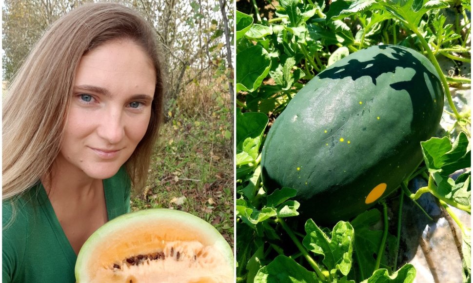 Lina Narvydienė dalinasi arbūzų auginimo paslaptimis
