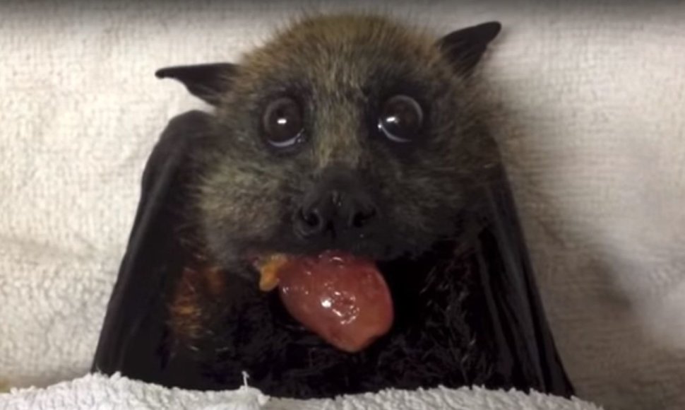 Šikšnosparnio patelė ėda vynuogę.
