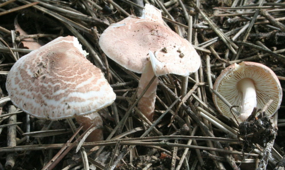 Lepiota brunneoincarnata