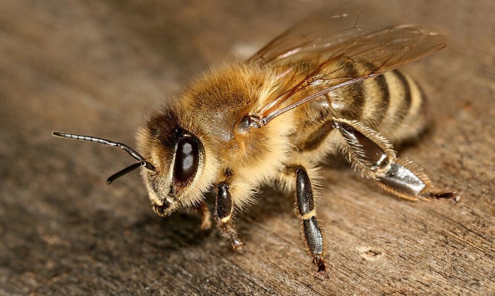 Naminė bitė (Apis mellifera)