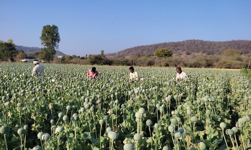 Vietinis kaimo darbininkas pjausto opijaus lukštus ir renka opijaus lateksą. 2022 m. kovo 4 d. Daru, Madhja Pradešas. Legalaus opijaus augintojo nuotr.