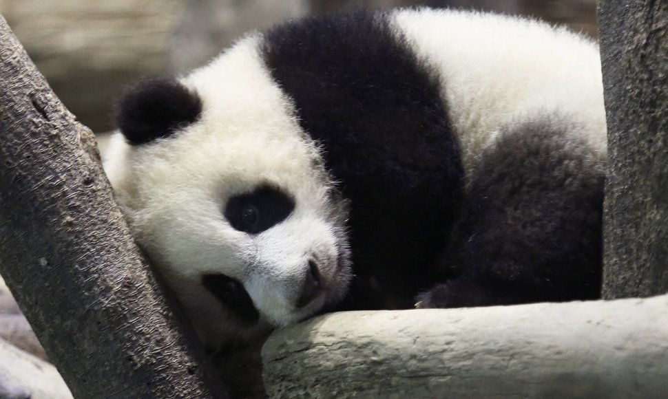 Panda Juan Zai traukia turistus iš viso pasaulio