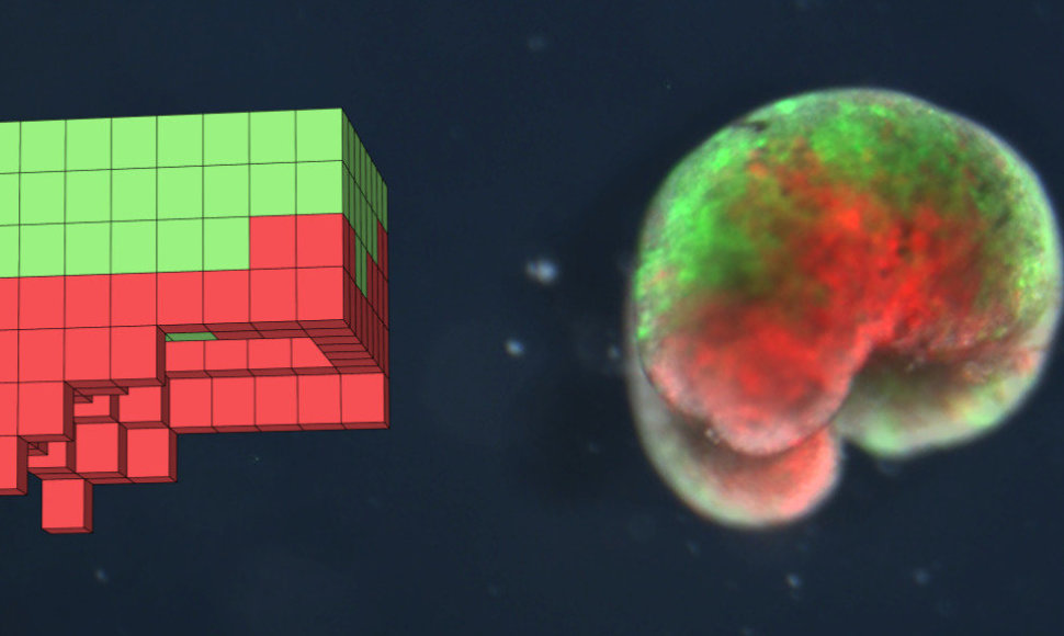 Kompiuteriu sukurtas sintetinis organizmas, pavadinimu Ksenobotas. Kairėje: kompiuterinės paieškos metodu simuliacijos metu atrastas dizainas. Dešinėje: įdiegtas fizinis organizmas, sukurtas tik iš biologinių audinių (varlės odos (žalia spalva) ir širdies raumens (raudona spalva)).