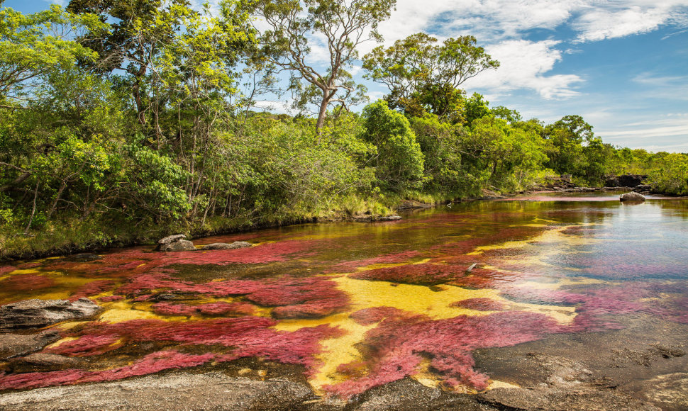 Vaivorykštės spalvų upė Kolumbijoje