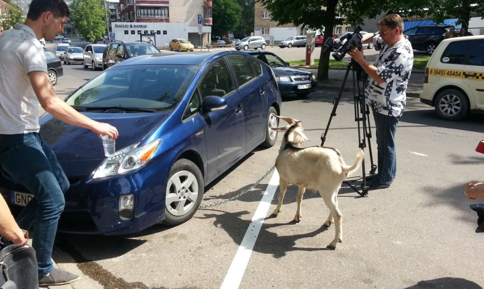 Ožys prirakintas prie automobilio