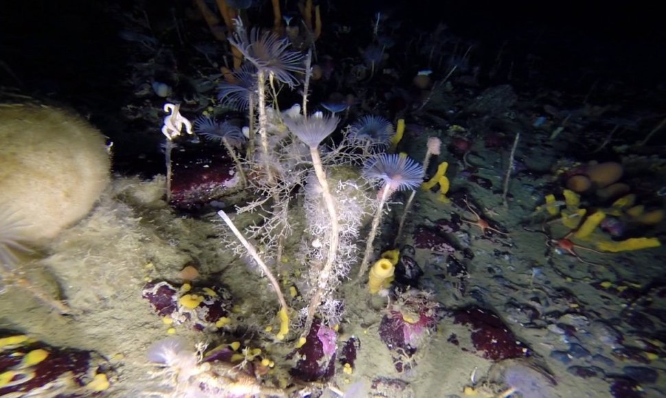 rare-glimpse-into-antarctic-underwater-world