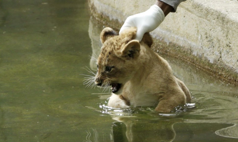 Liūtukams vanduo nelabai patinka