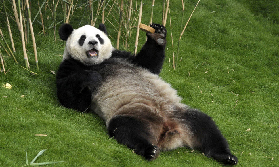 Kinija Vakaruose vykdo ir „pandų diplomatiją“