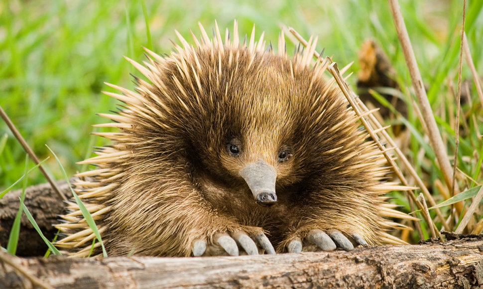 Echidna