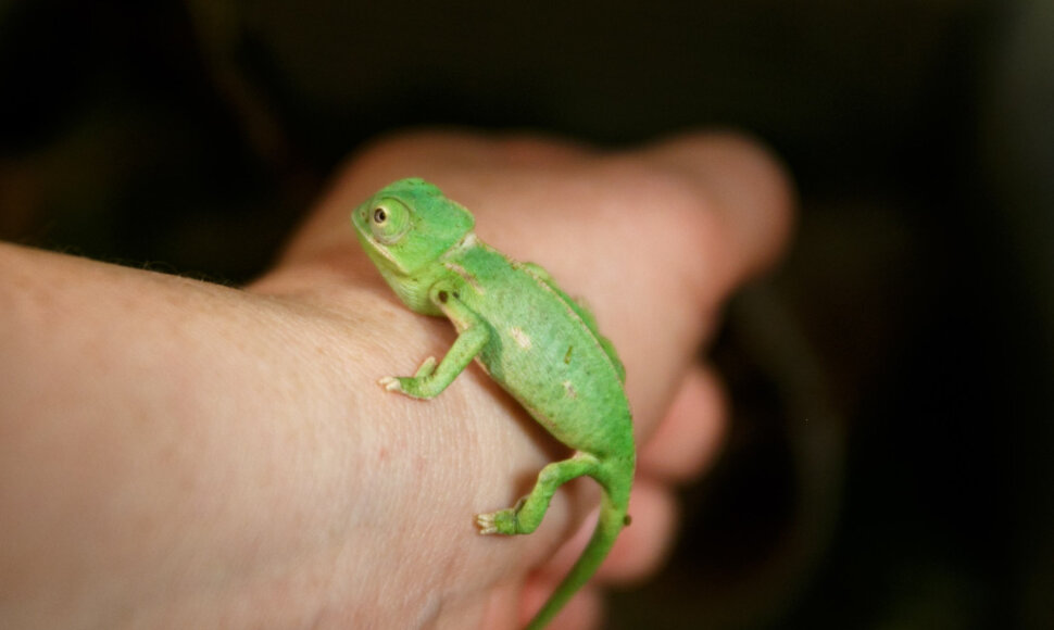 Jemeno chameleonas