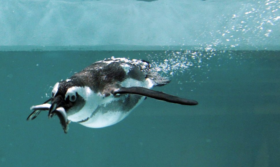 Afrikinis pingvinas