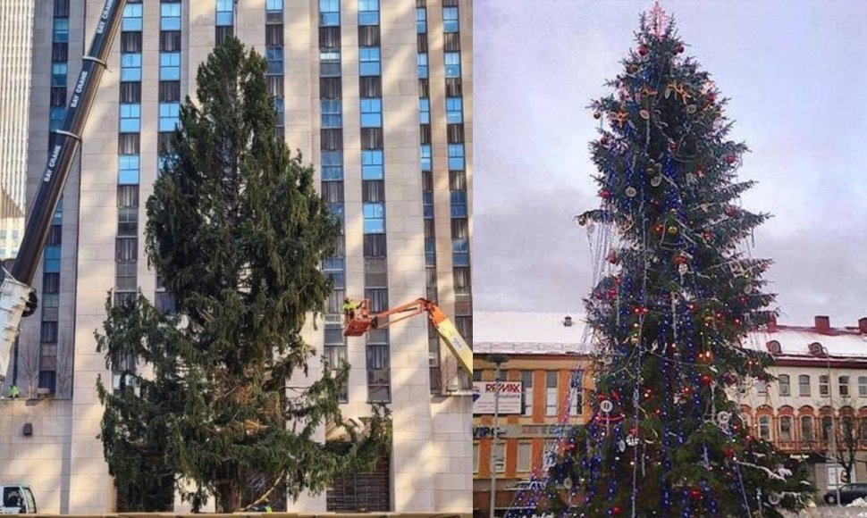 Rokfelerio centro Kalėdų eglė vos atvežta ir 2013 metų Panevėžio eglė