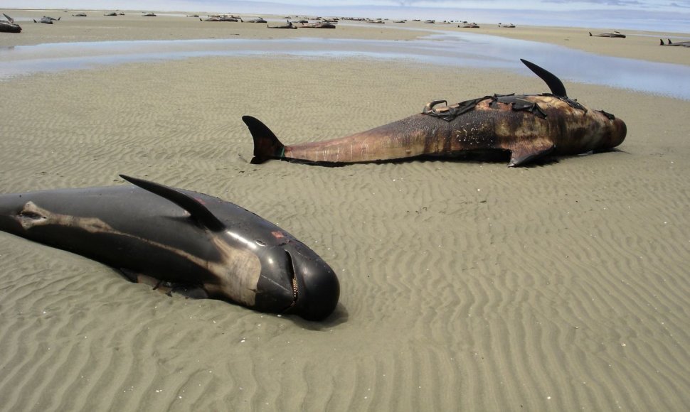 Ant kranto išmesti banginiai