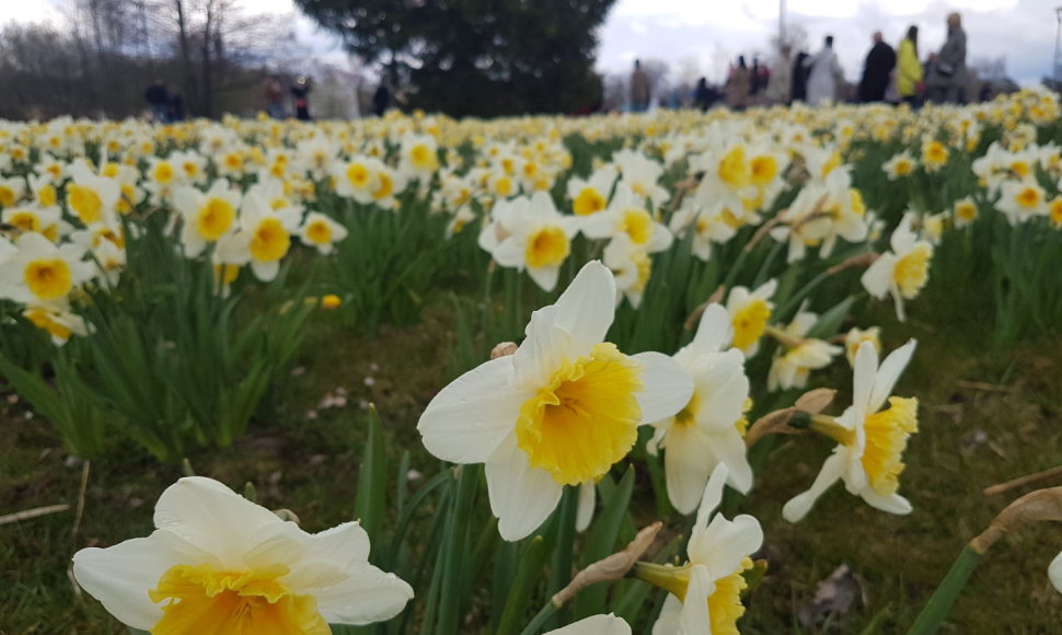 Druskininkų svečiai grožisi narcizų žydėjimu