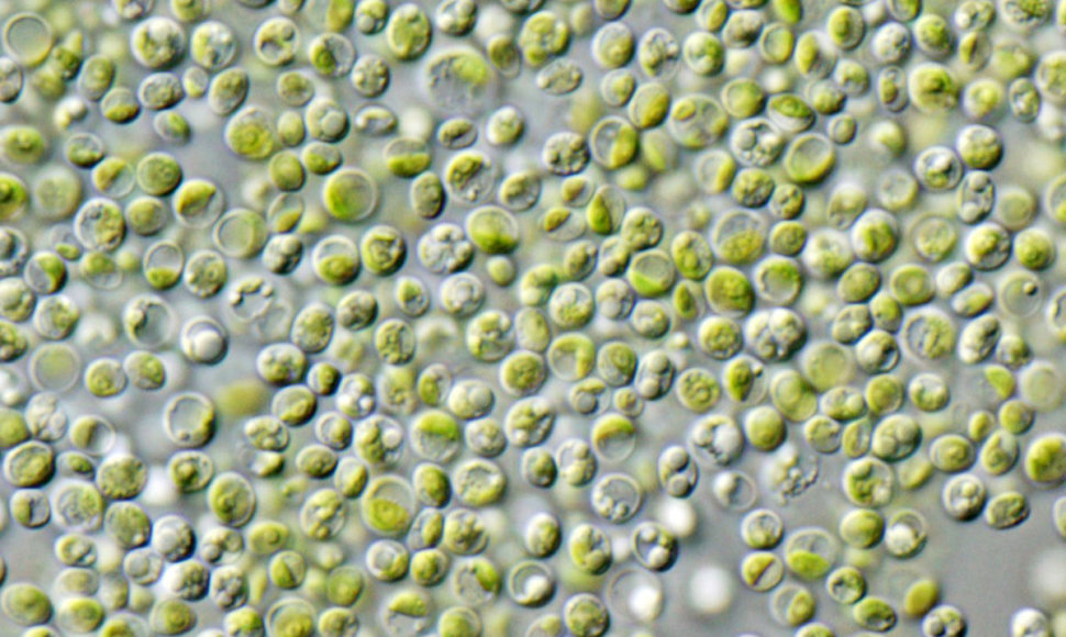 Mikroskopinis Chlorella vulgaris vaizdas