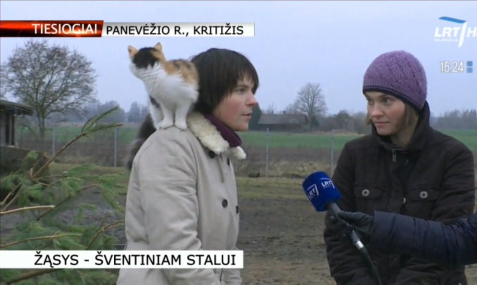 Katė tiesioginiame LRT eteryje sukėlė daug juoko