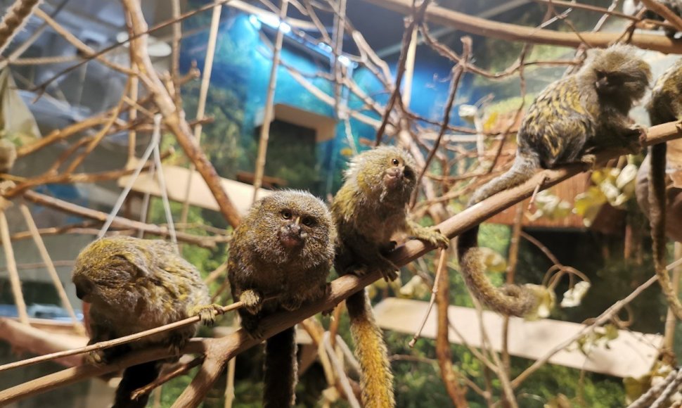 Vilniaus zoologijos sode gimė mažiausių beždžionių pasaulyje jaunikliai