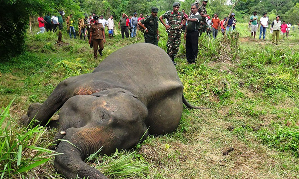 Negyvas dramblys Šri Lankoje