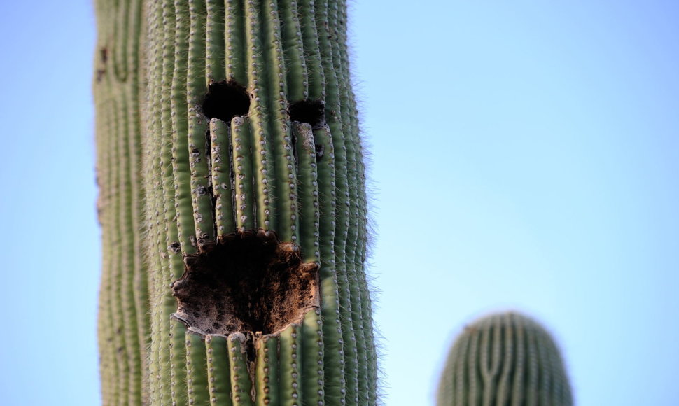 Sagvaro kaktusai