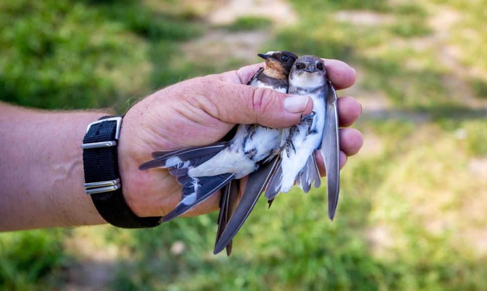 Ventės rage – paukščių žiedavimo įkarštis