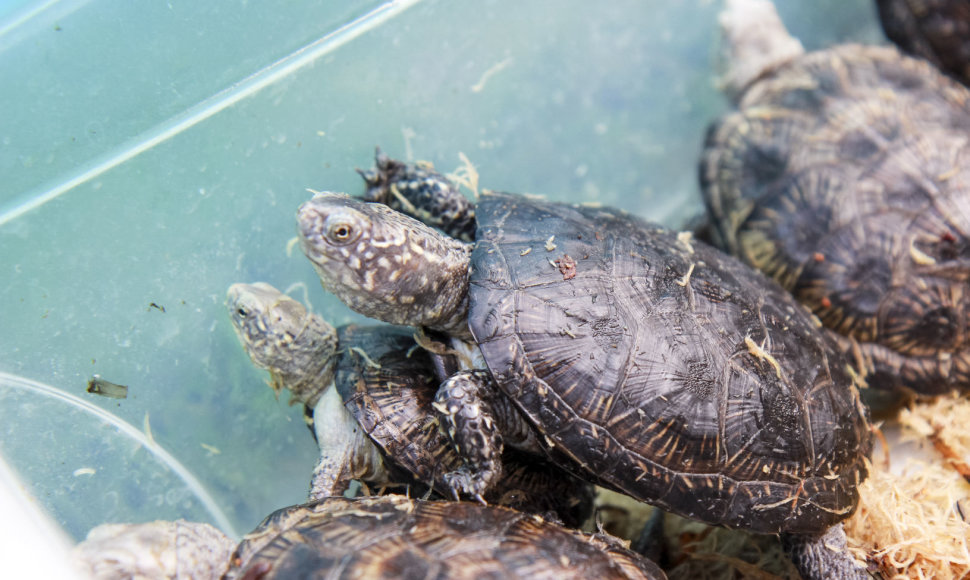 Baliniai vėžliai – iš Lietuvos zoologijos sodo į gamtą