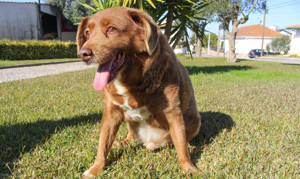 30-ies sulaukęs Bobi iš Portugalijos pripažintas seniausiu šunimi pasaulyje