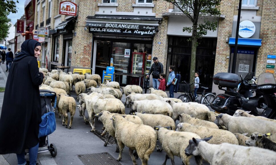 Avys Aubervilliers rajone