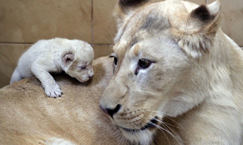 Baltoji liūtė Azira su jaunikliu