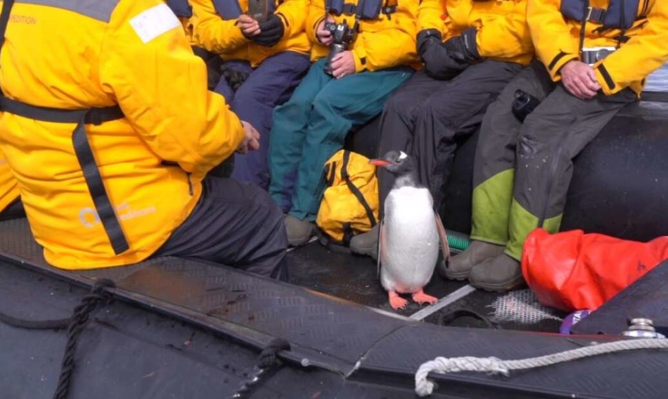 Ko tik nepadarysi, kad išgyventum: bandydamas pasprukti nuo orkų – pingvinas ryžosi išskirtiniam žingsniui