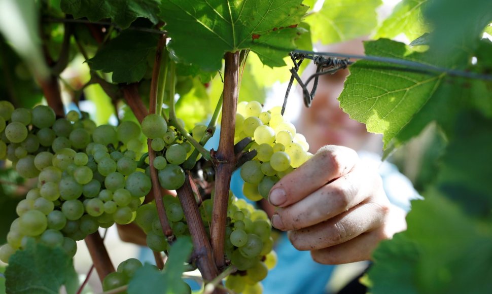 Prancūzijoje įsibėgėja vynuogių skynimo sezonas