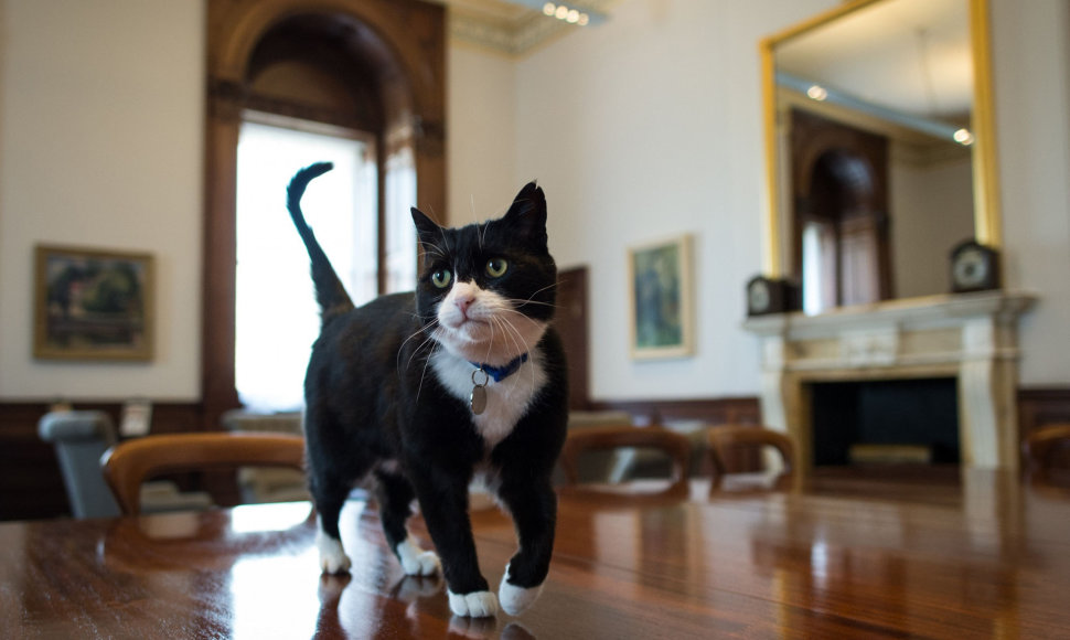Katinas Palmerstonas