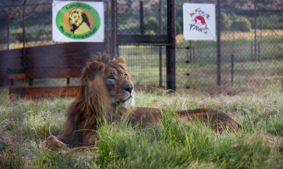 Liūtas rezervate Pietų Afrikos Respublikoje