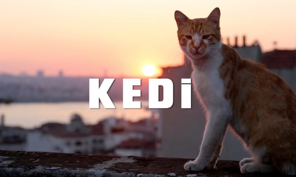 kedi-trailer-1