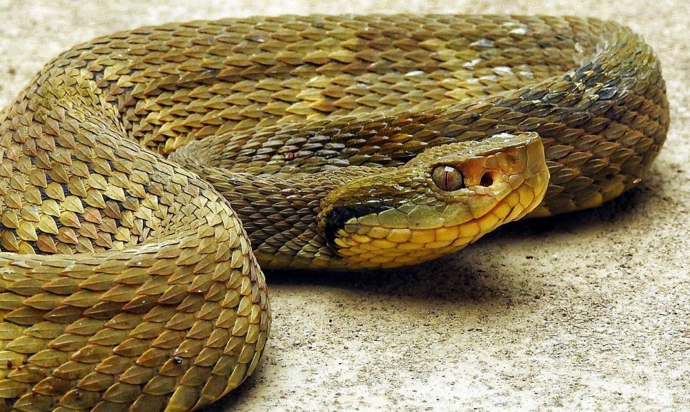 Bothrops jararaca rūšies gyvatė