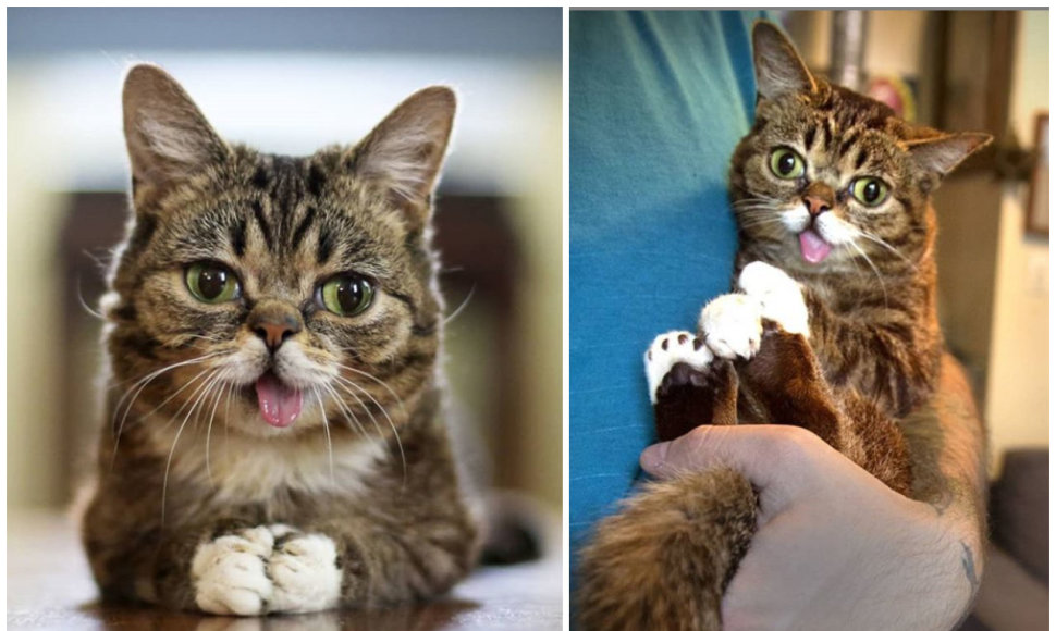 Garsiausia interneto katė Lil Bub