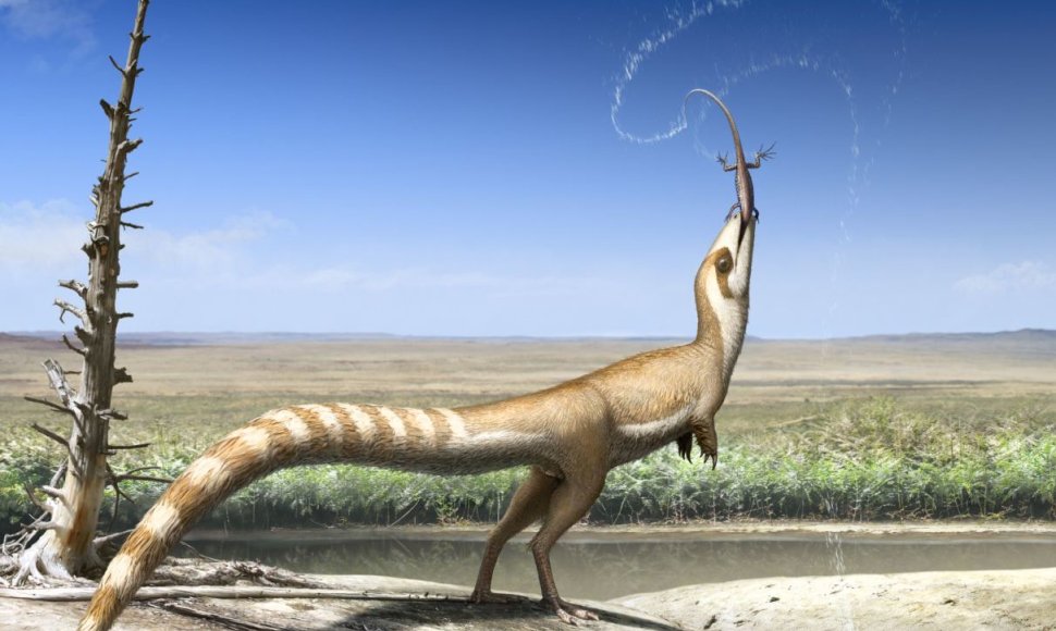 Dinozauras Sinosauropteryx