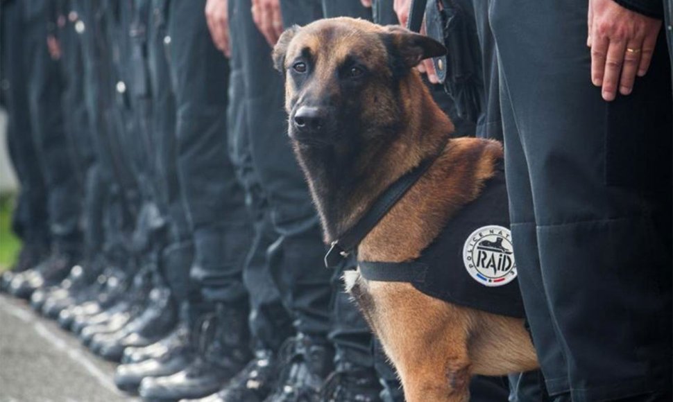 Policijos šuo Diesel