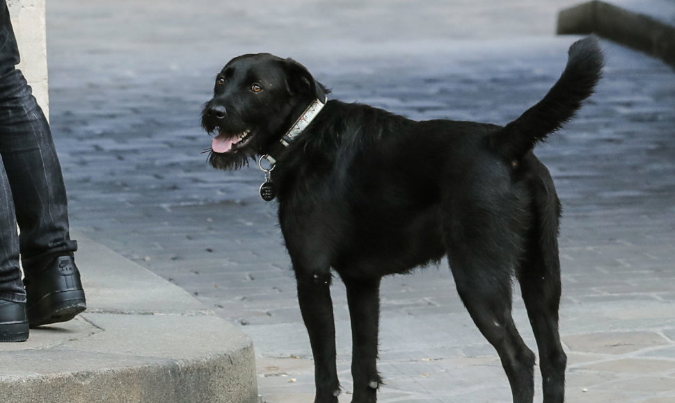 Macrono šuo filmuojant kameroms nusišlapino ant Eliziejaus rūmų židinio