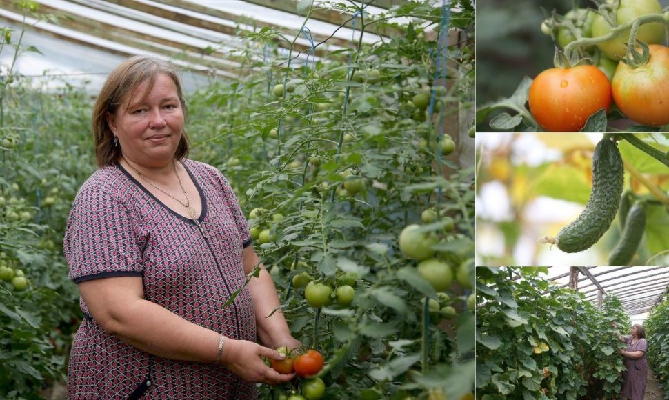 Šventybrastyje agurkus ir pomidorus drauge su vyru auginanti kraštietė Inga Ivanova džiaugiasi, kad šiais metais ūkis nenukentėjo nuo tropinio tipo orų. 