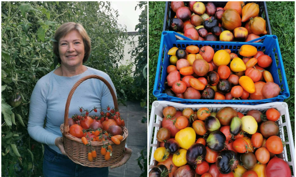 Pomidorų kolekcininkė Vilija augina šimtus veislių pomidorų