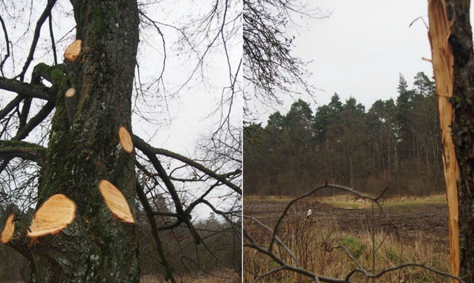 Vieni medžiai buvo labai stipriai nugenėti, kiti – visai nupjauti