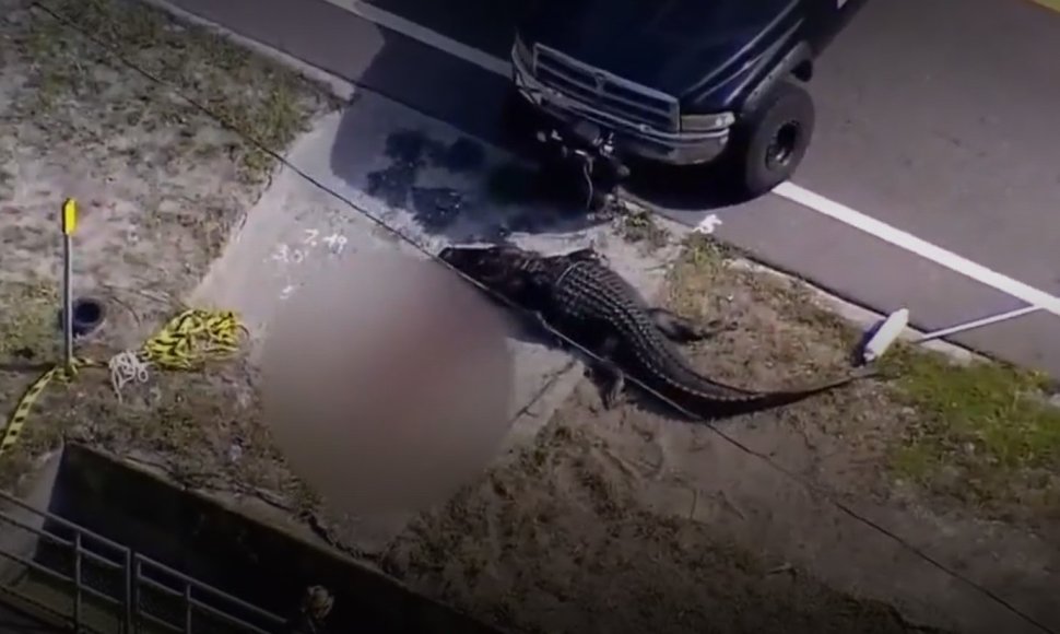 Floridoje moterį prarijęs aligatorius