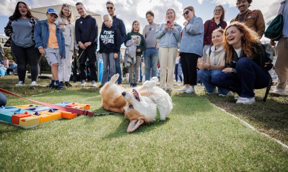 &bdquo;Corgi Race Vilnius 2025&ldquo;