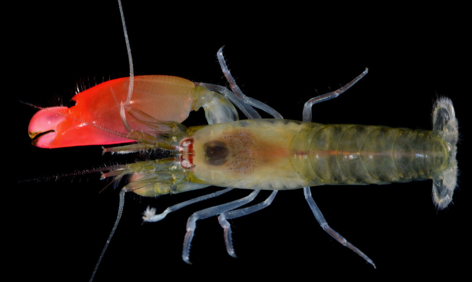 Alpheidae &scaron;eimai priklausanti spragsinčioji krevetė turi vieną neproporcingai didelę &bdquo;&scaron;audančią&ldquo; žnyplę