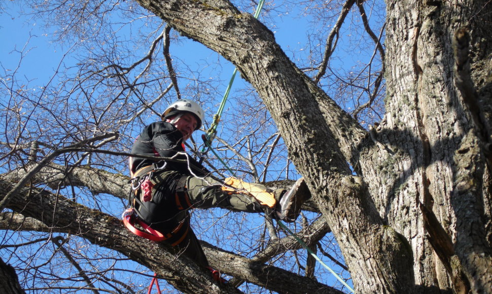 Arboristas