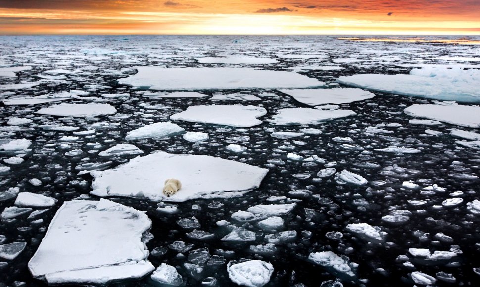 Tirpstantis Arkties ledas