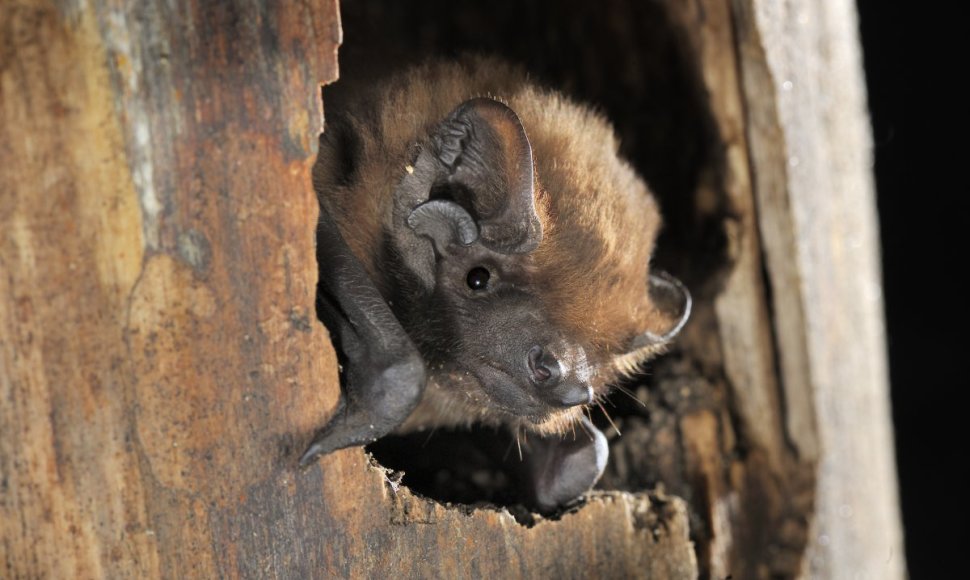 Lietuvoje pastebėta nauja šikšnosparių rūšis