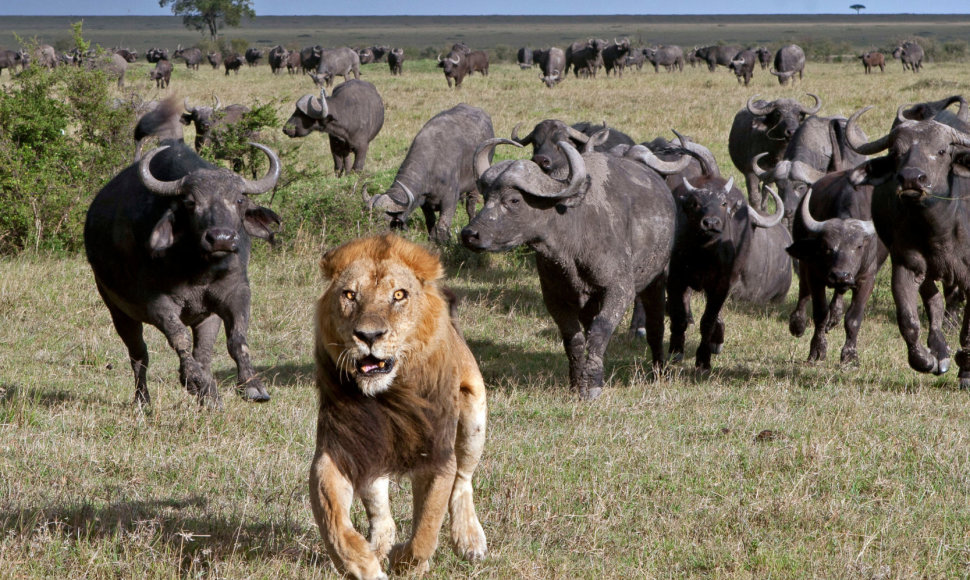 Safaris Kenijoje