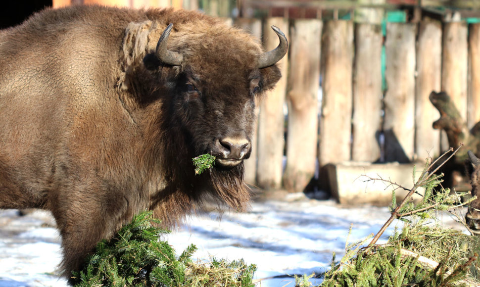 Lietuvos zoologijos sodo voljere apsigyveno dvi naujos stumbrės su jaunikliu