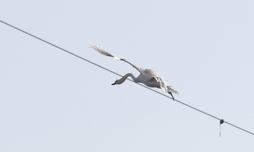 Momentas, kai gulbė nebylė atsimuša į aukštos įtampos elektros laidus